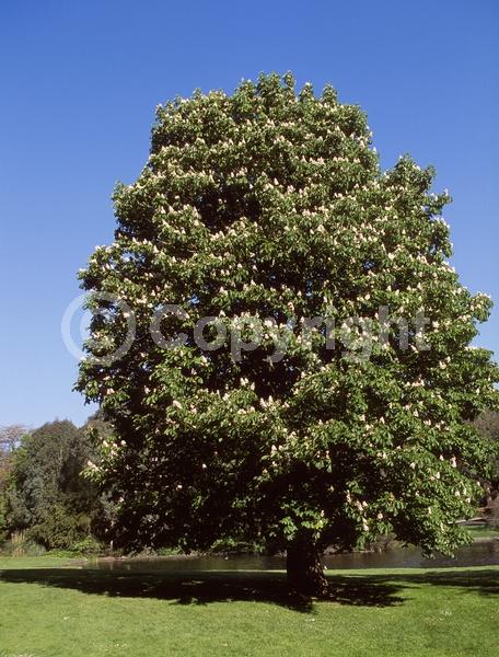 White blooms; Deciduous; Broadleaf