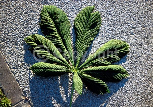 White blooms; Deciduous; Broadleaf