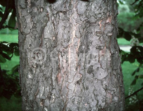White blooms; Deciduous; Broadleaf