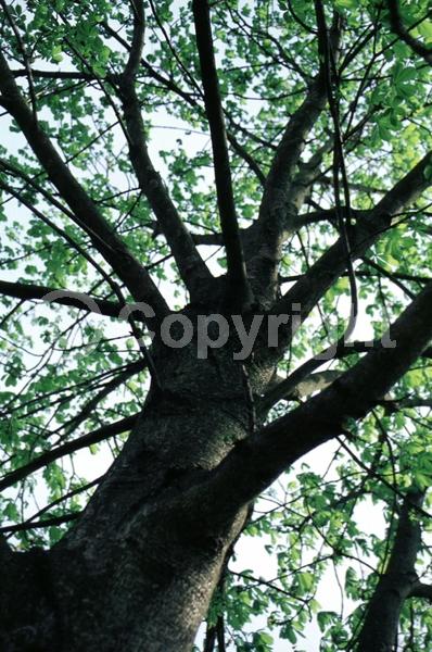 White blooms; Deciduous; Broadleaf