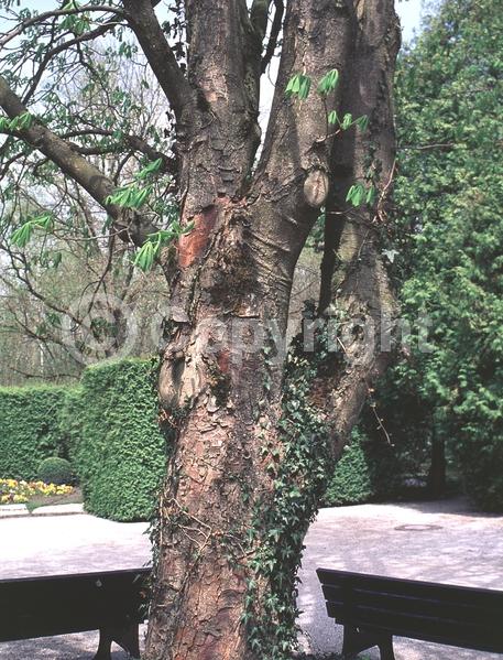 White blooms; Deciduous; Broadleaf