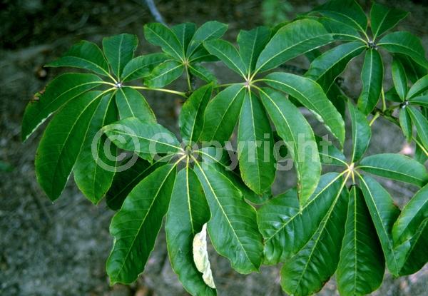 White blooms; Deciduous; Broadleaf