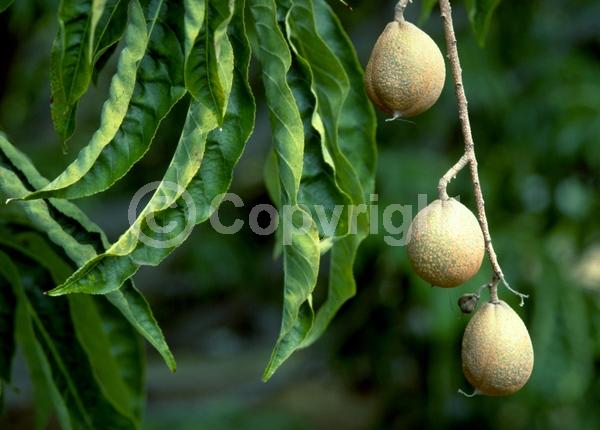 White blooms; Deciduous; Broadleaf