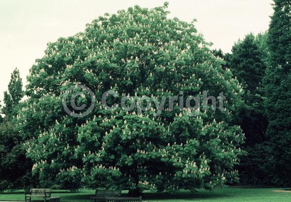 White blooms; Deciduous; Broadleaf