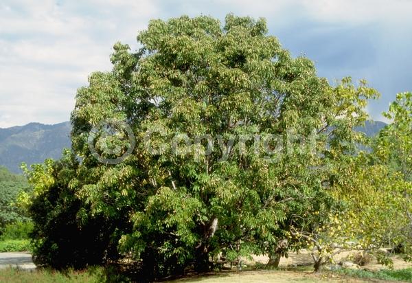 White blooms; Deciduous; Broadleaf