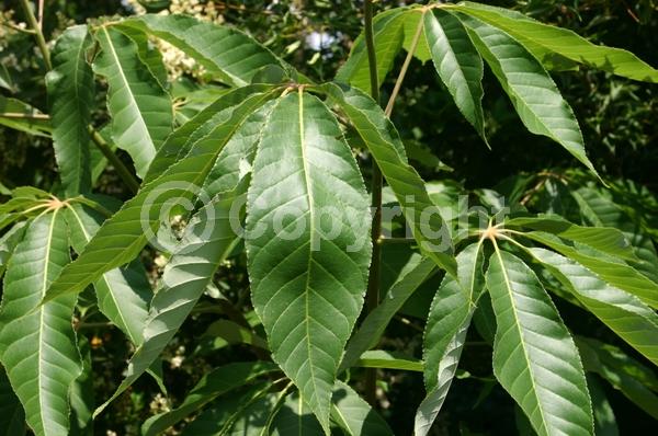 White blooms; Deciduous; Broadleaf