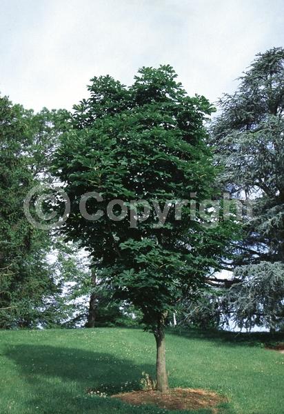 White blooms; Deciduous; Broadleaf