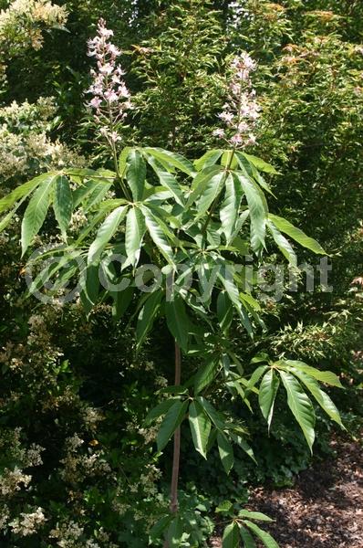 White blooms; Deciduous; Broadleaf