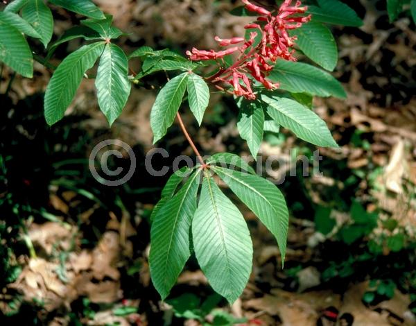 Red blooms; Deciduous; Broadleaf; North American Native