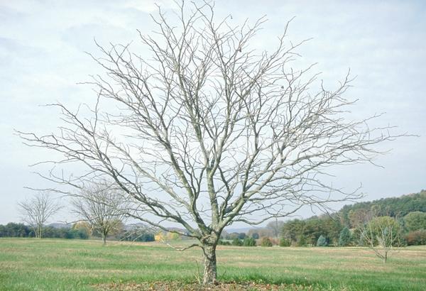 Red blooms; Deciduous; Broadleaf; North American Native