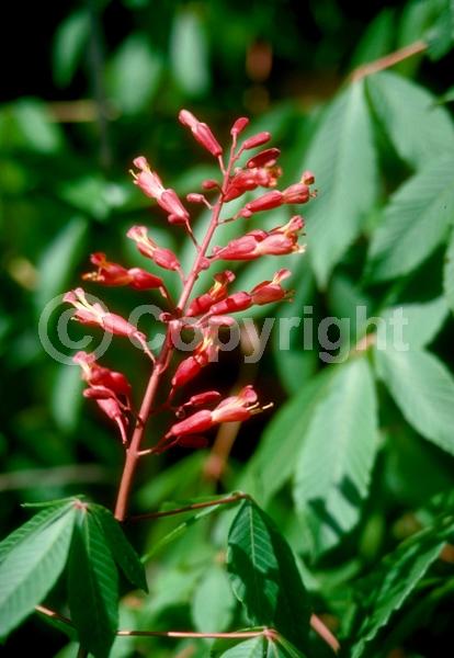 Red blooms; Deciduous; Broadleaf; North American Native