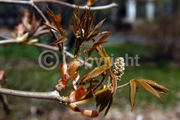 Red blooms; Deciduous; Broadleaf; North American Native