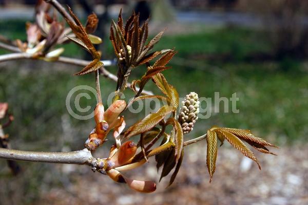 Red blooms; Deciduous; Broadleaf; North American Native