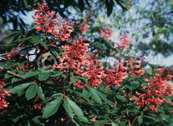 Red blooms; Deciduous; Broadleaf; North American Native