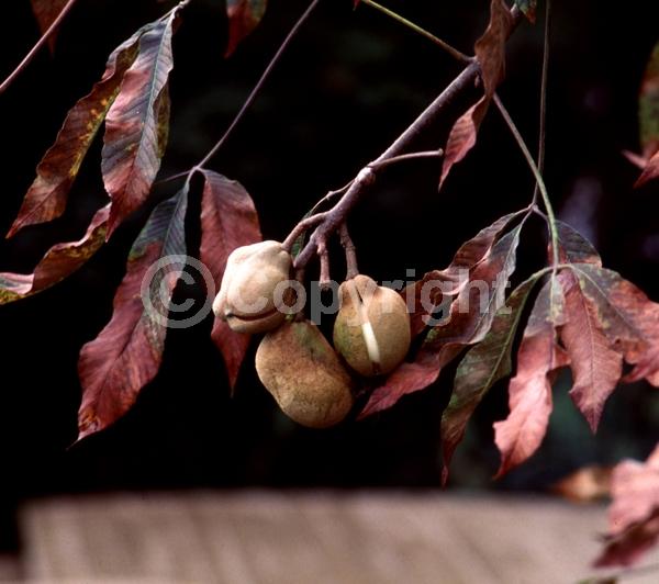 Red blooms; Deciduous; Broadleaf; North American Native