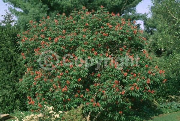 Red blooms; Deciduous; Broadleaf; North American Native