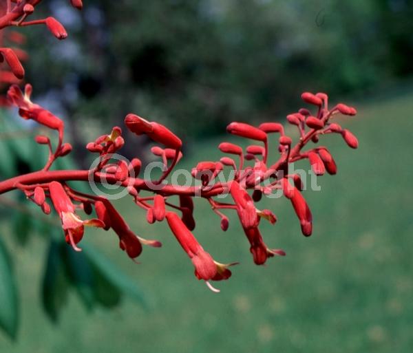 Red blooms; Deciduous; Broadleaf; North American Native