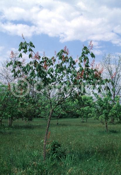 Red blooms; Deciduous; Broadleaf; North American Native