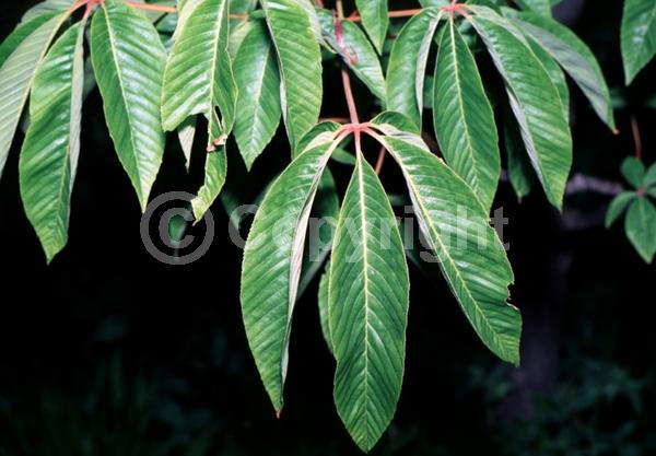 Red blooms; Deciduous; Broadleaf; North American Native