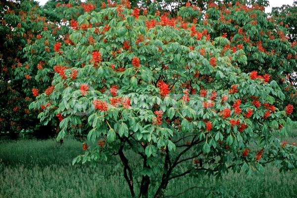 Red blooms; Deciduous; Broadleaf; North American Native