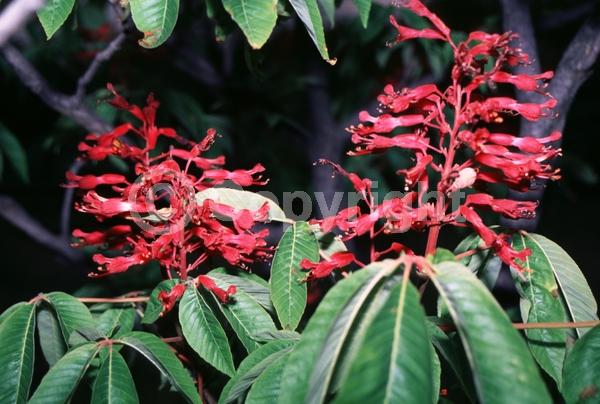 Red blooms; Deciduous; Broadleaf; North American Native