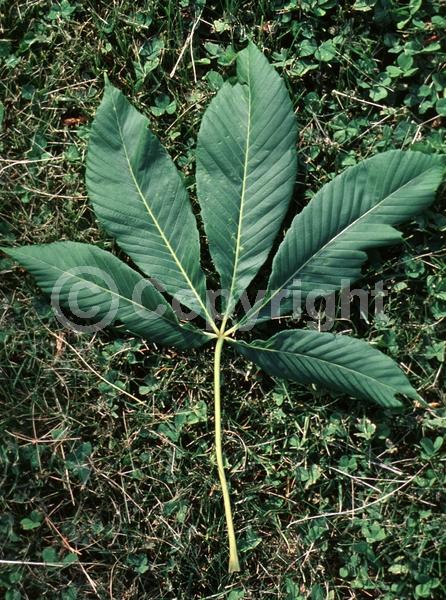 Yellow blooms; Deciduous; Broadleaf; North American Native