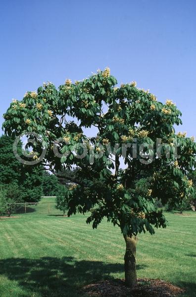 Yellow blooms; Deciduous; Broadleaf; North American Native