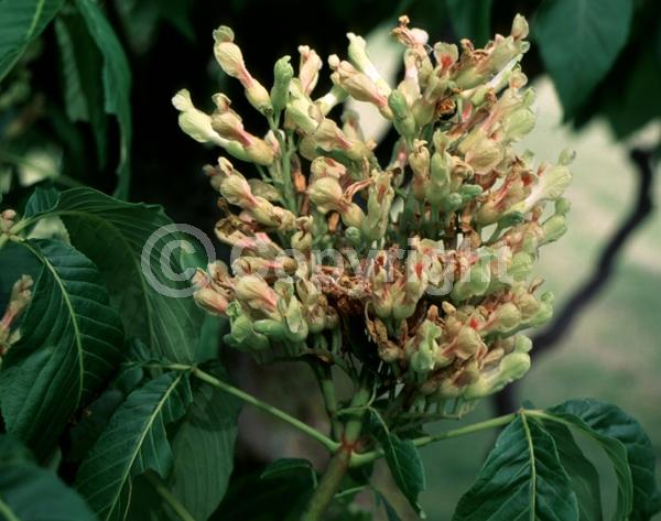 Yellow blooms; Deciduous; Broadleaf; North American Native