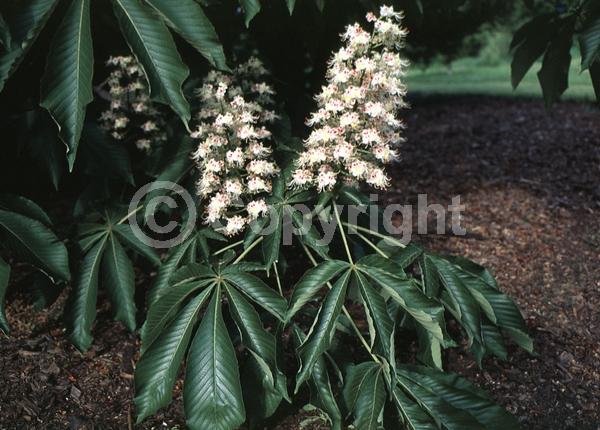 Red blooms; White blooms; Deciduous; Broadleaf