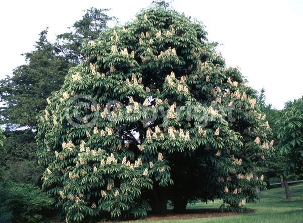 Red blooms; White blooms; Deciduous; Broadleaf