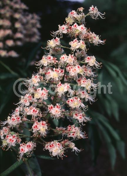 Red blooms; White blooms; Deciduous; Broadleaf