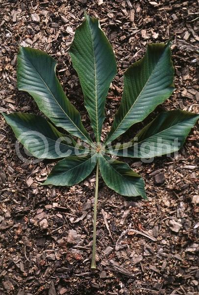 Red blooms; White blooms; Deciduous; Broadleaf