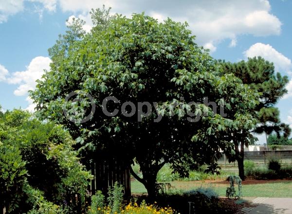 Red blooms; Pink blooms; Deciduous; Broadleaf
