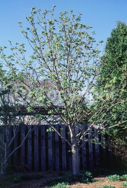 Red blooms; Pink blooms; Deciduous; Broadleaf