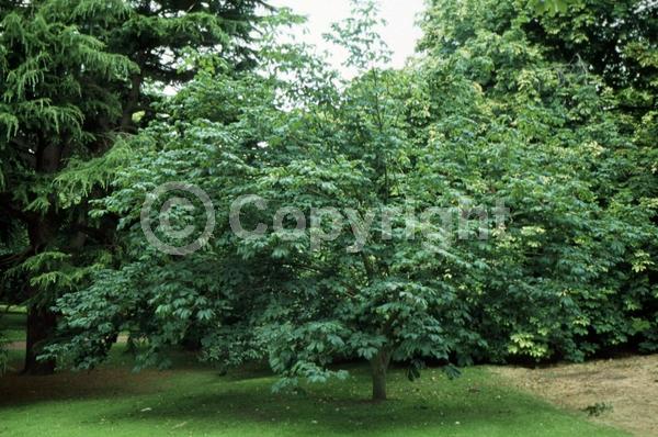 Red blooms; Pink blooms; Deciduous; Broadleaf
