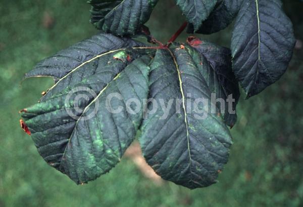 Red blooms; Pink blooms; Deciduous; Broadleaf