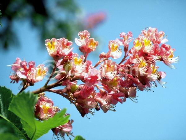 Red blooms; Pink blooms; Deciduous; Broadleaf