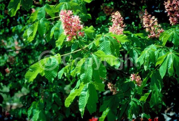 Red blooms; Pink blooms; Deciduous; Broadleaf