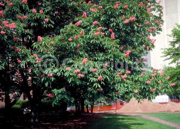 Red blooms; Pink blooms; Deciduous; Broadleaf
