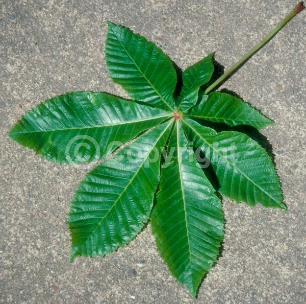 Red blooms; Pink blooms; Deciduous; Broadleaf