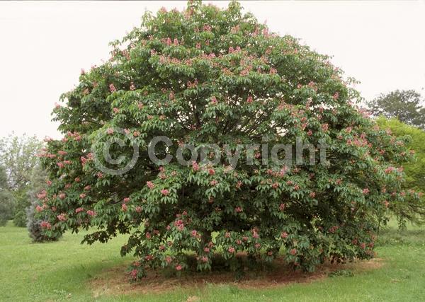 Red blooms; Pink blooms; Deciduous; Broadleaf