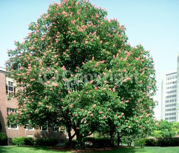Red blooms; Pink blooms; Deciduous; Broadleaf