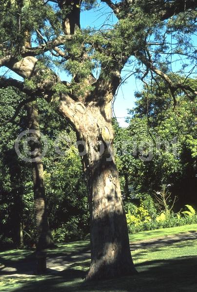 Unknown blooms; Evergreen; Needles or needle-like leaf
