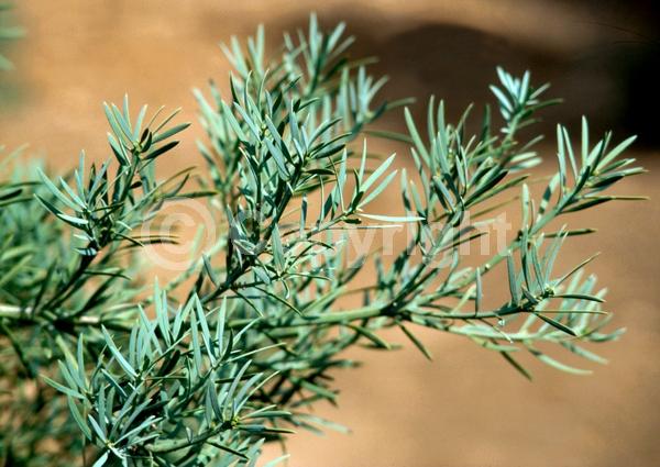 Unknown blooms; Evergreen; Needles or needle-like leaf