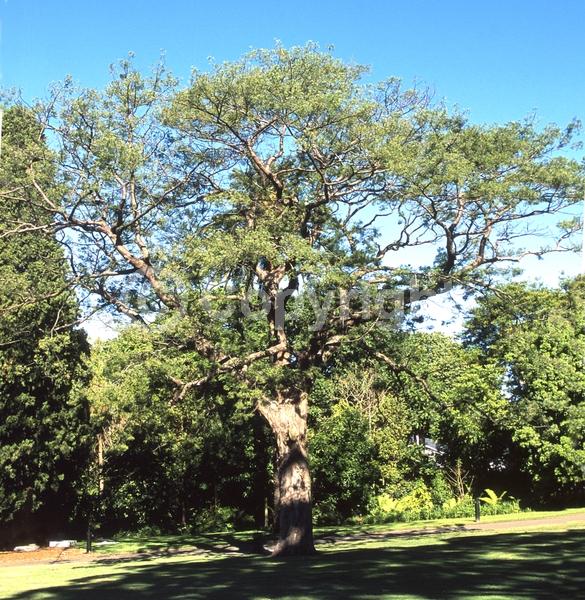 Unknown blooms; Evergreen; Needles or needle-like leaf
