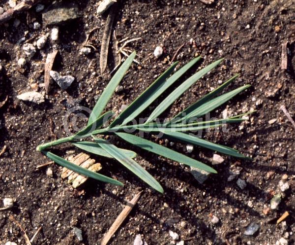 Yellow blooms; Evergreen
