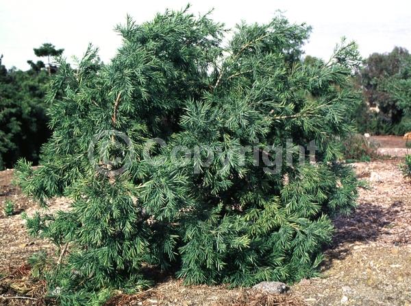 Yellow blooms; Evergreen