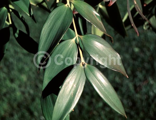 Unknown blooms; Evergreen