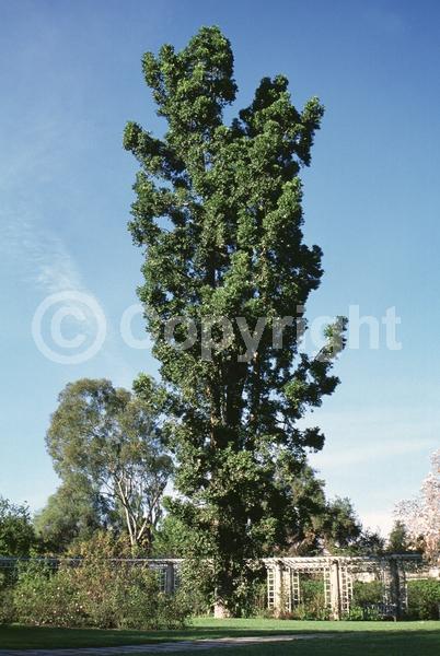 Unknown blooms; Evergreen
