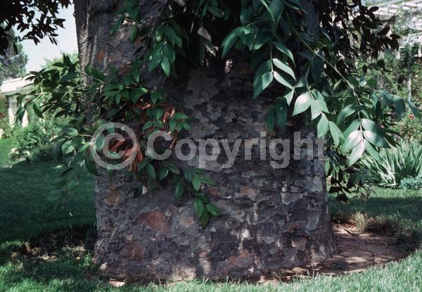 Unknown blooms; Evergreen